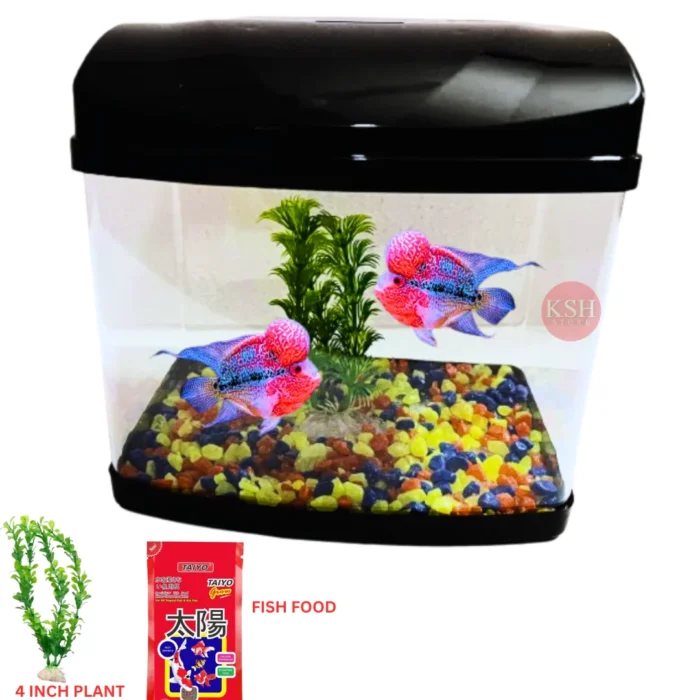 KSH Store- Big Mini Aquarium Fish Tank with Plant,Fish Food 50G,Suitable for Home Decoration, Office, Home Desktop and Kitchen Refrigerator Colour May Vary (Big Mini Aquarium)