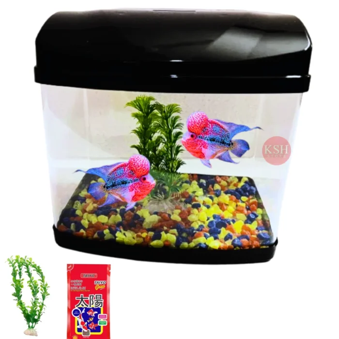 KSH Store- Big Mini Aquarium Fish Tank with Plant,Fish Food 50G,Suitable for Home Decoration, Office, Home Desktop and Kitchen Refrigerator Colour May Vary (Big Mini Aquarium)