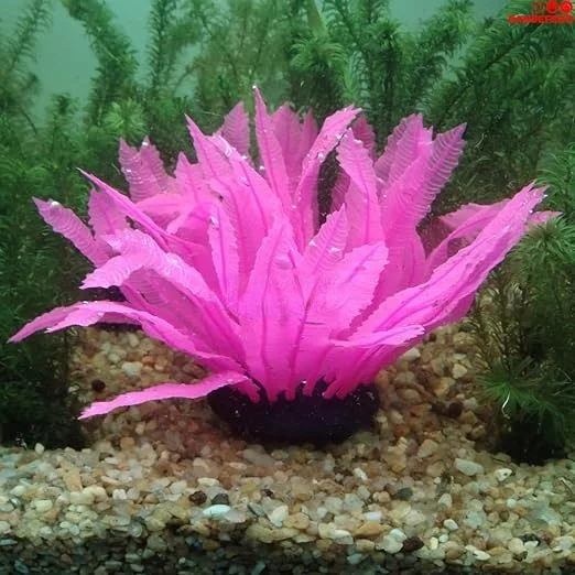 PINK SILICON PLANT 04