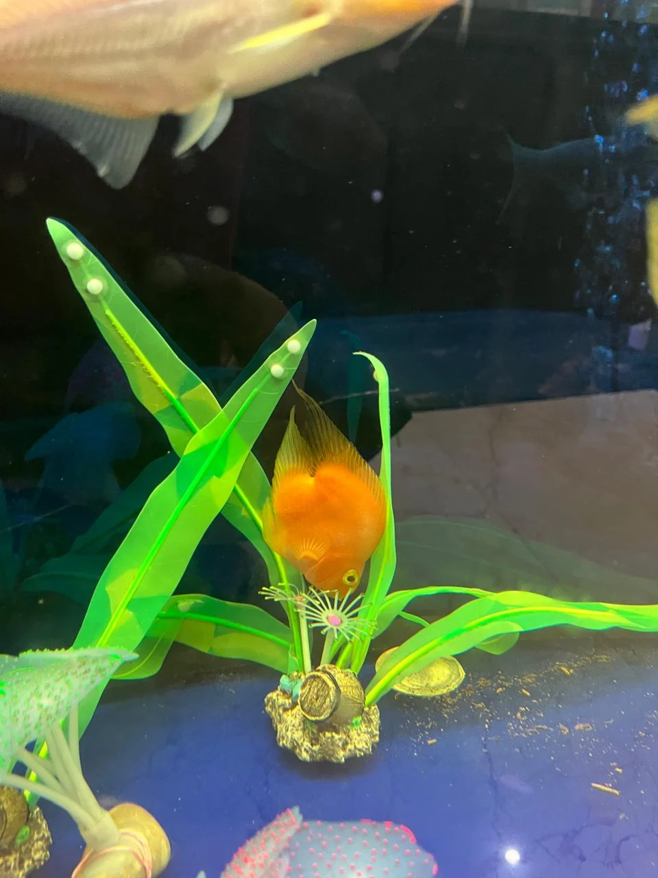 LONG SILICON PLANT 05