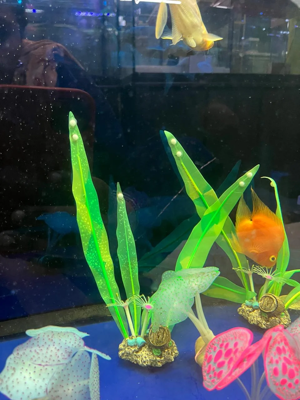 LONG SILICON PLANT 06